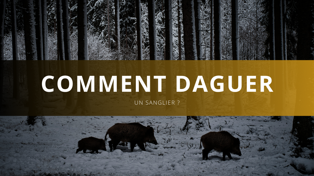 Comment daguer un sanglier ?